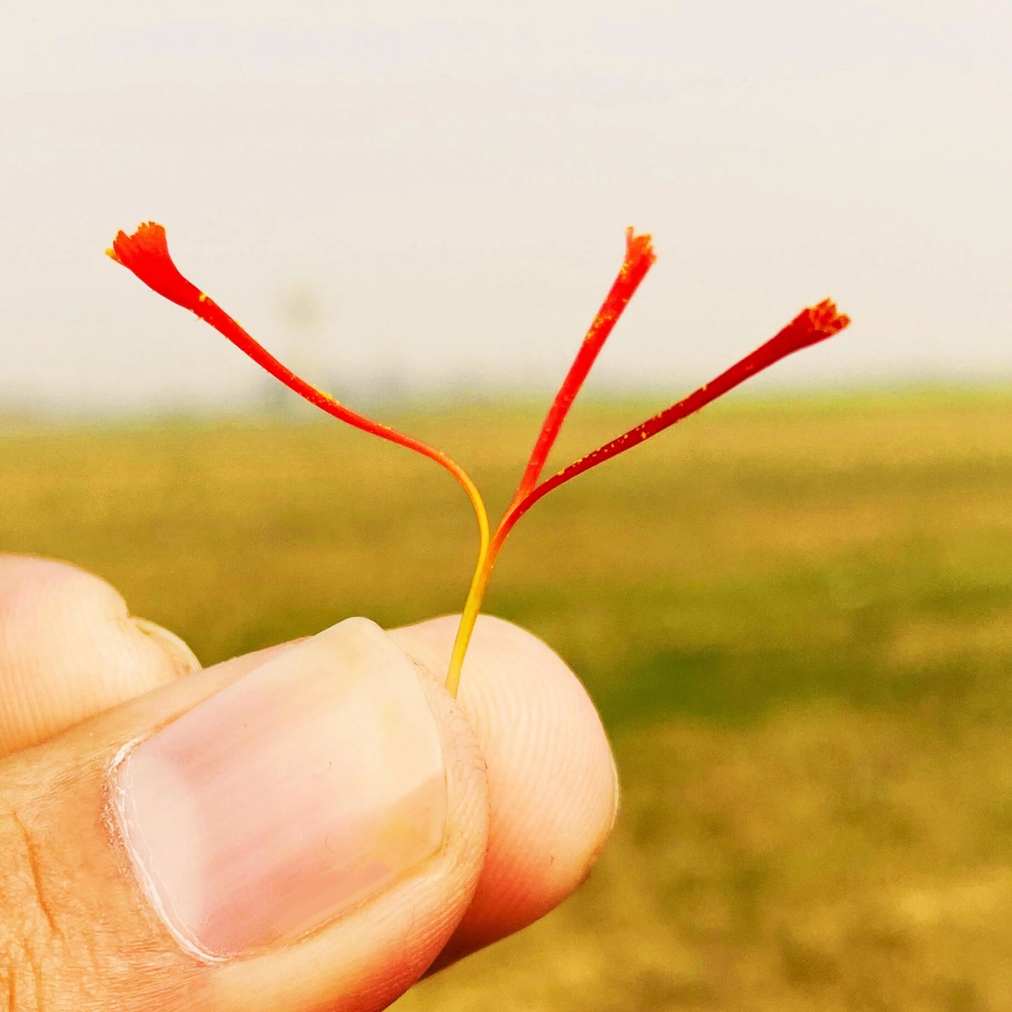 Kishtwar Gucchi Kesar: The Himalayan Saffron